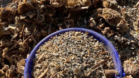 【湖西地協】『木彩の環。』活動 ひまわりの種収穫