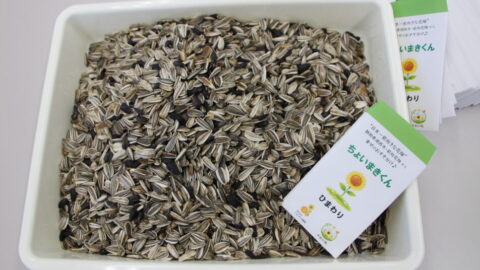 【湖西地協】『木彩の環。』委員会 ひまわりの種袋詰め